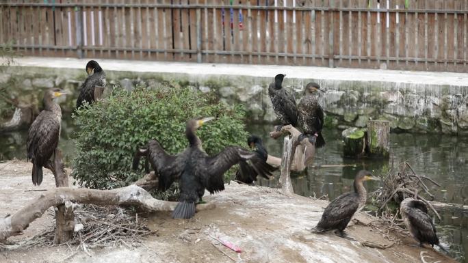 沈阳野生森林动物园