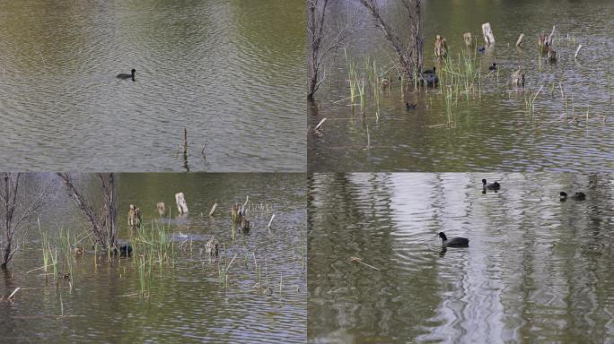 4K河里的野鸭子游泳