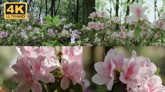 【4K】杜鹃花素材，粉色马缨花素材（三）