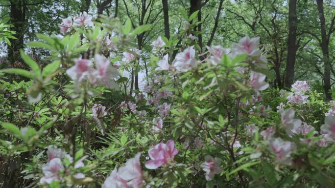 【4K】杜鹃花素材，粉色马缨花素材（三）