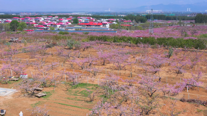 桃花盛开的村庄4K航拍