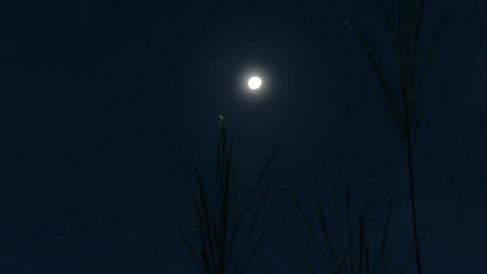 月亮树影残云树梢月亮