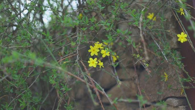 春暖花开，春天各种花