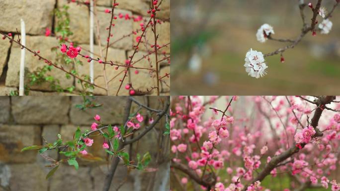 春暖花开，春天各种花