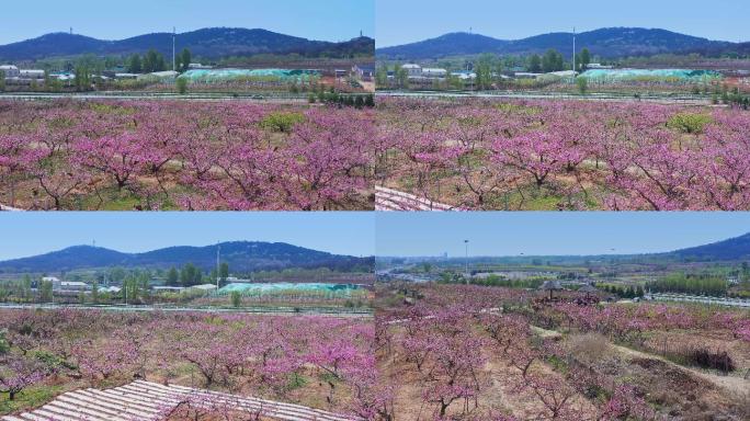 联峰山下桃花开4K航拍