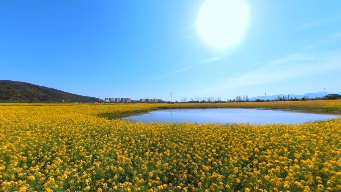 杭州铜鉴湖五彩油菜花航拍