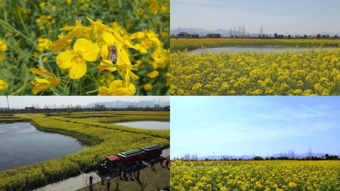 杭州铜鉴湖五彩油菜花航拍