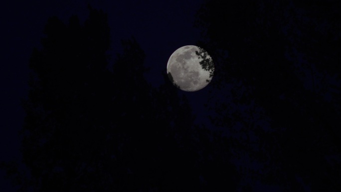 十五树缝中大月亮丨4K丨原创合成