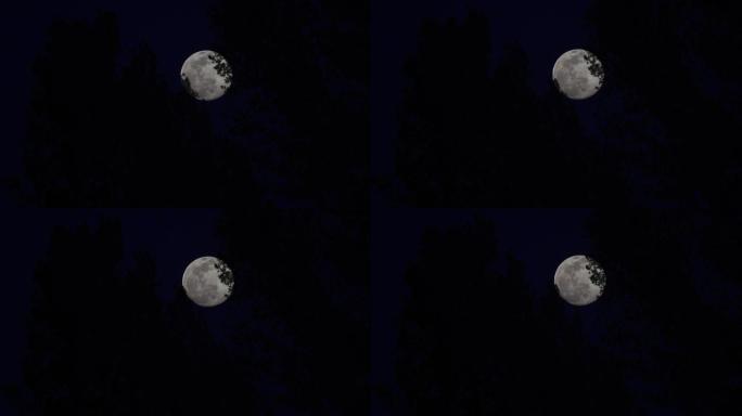 十五树缝中大月亮丨4K丨原创合成