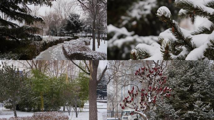兰州雪景树枝落雪竹子落雪松树落雪