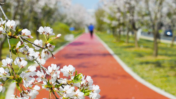 健身步道白色樱花