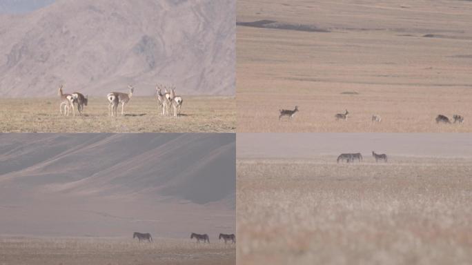 藏羚羊可可西里4K