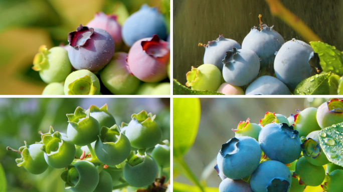 蓝莓果享受阳光雨露滋润