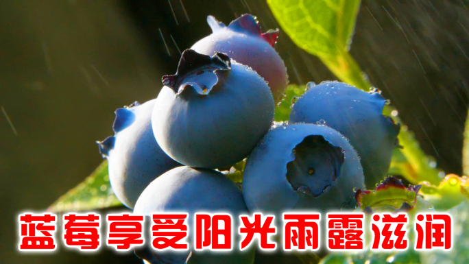 蓝莓果享受阳光雨露滋润