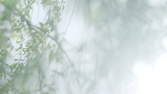 春天植物柳树樱花蜜蜂风吹树叶蛛丝