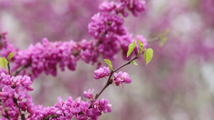 紫荆花