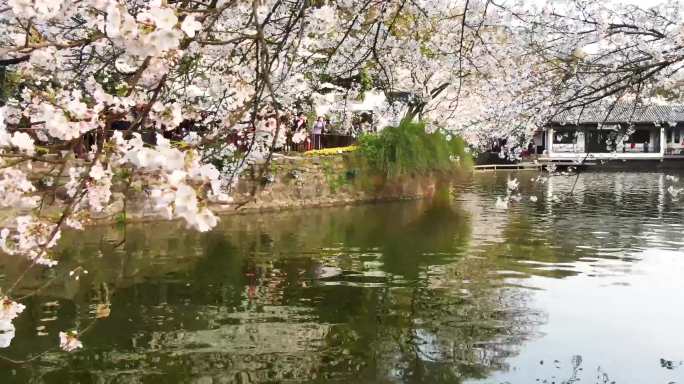 无锡鼋头渚樱花