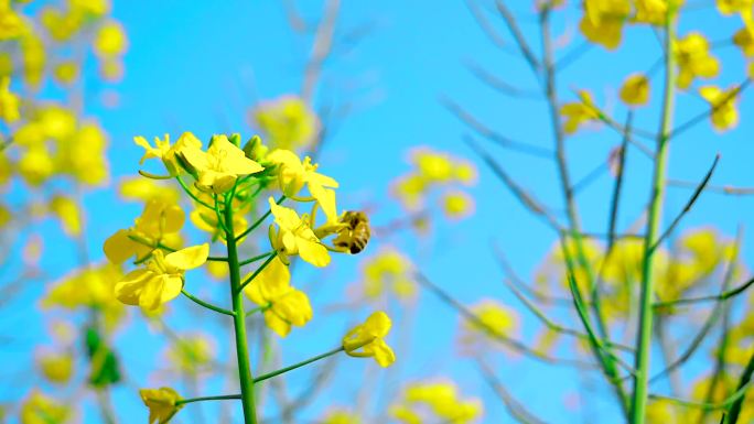 油菜花