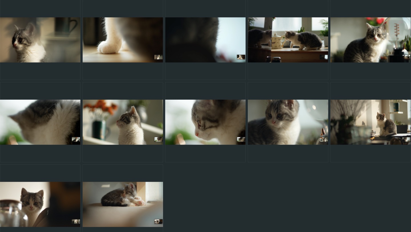幼猫原创实拍画面10个片段