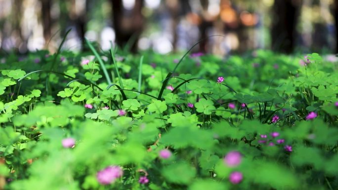 春天的小野花幸运草