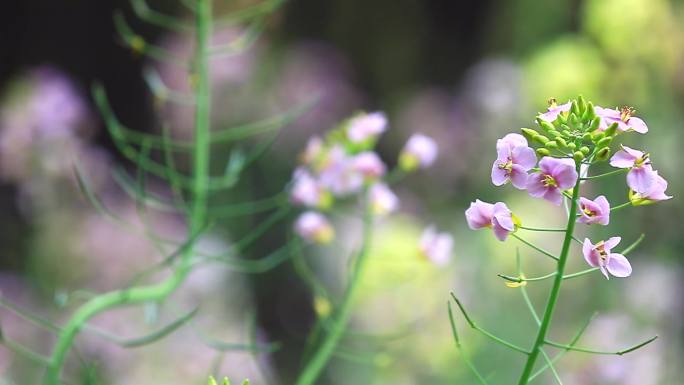 五彩油菜花