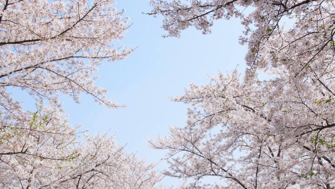 樱花全景广角