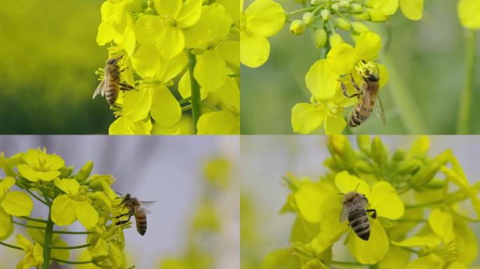 原创蜜蜂采花，油菜花从中的蜜蜂
