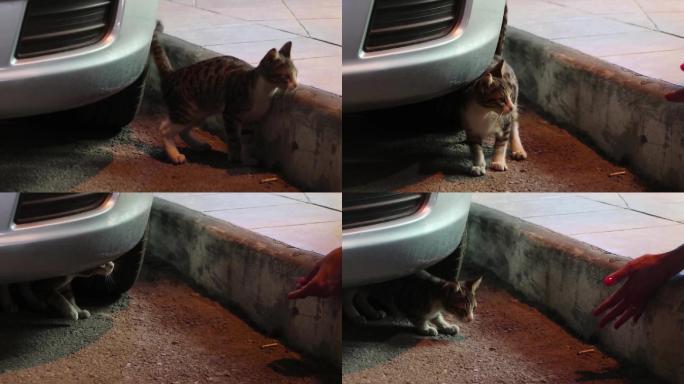 路边野猫流浪猫小可怜狸花猫