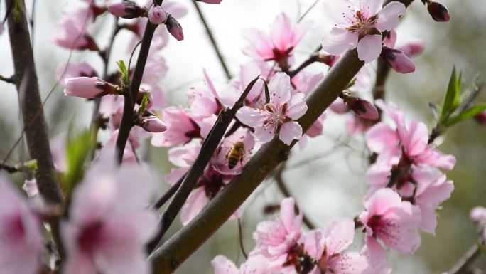 春天蜜蜂在桃花丛中采蜜