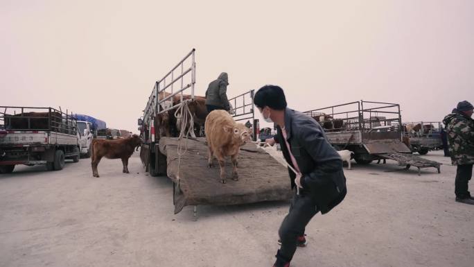 高清拍摄牲畜交易市场