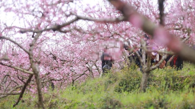 桃花节游客山上游玩5组