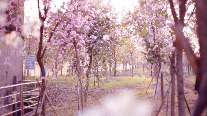 灿烂的花朵