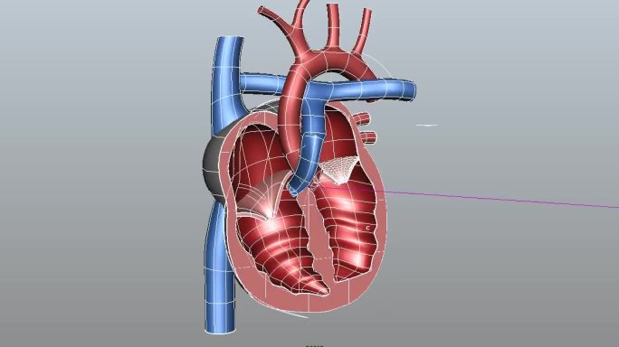 人体医疗心脏剖面maya模型