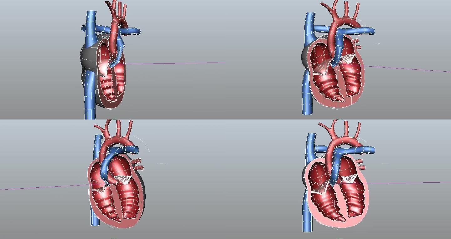 人体医疗心脏剖面maya模型