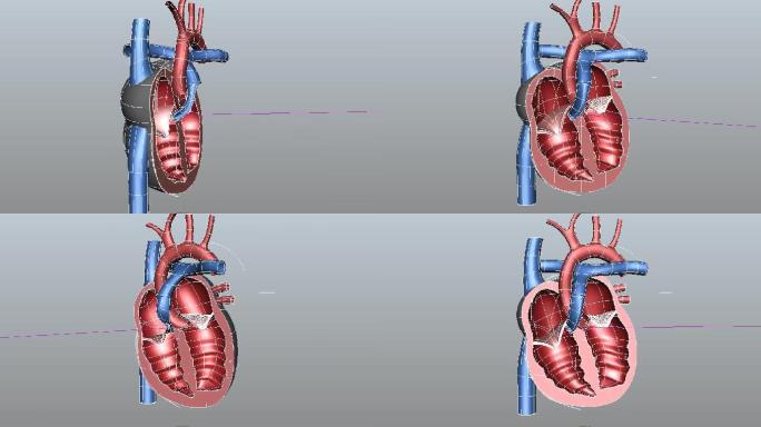人体医疗心脏剖面maya模型