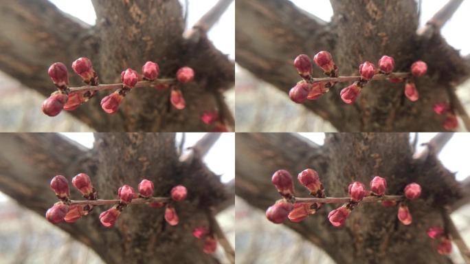 实拍杏树树杈花蕾4k视频