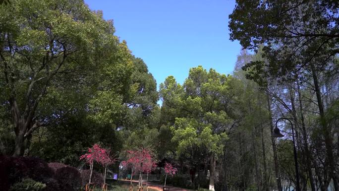 公园植物树等空镜升格绿色