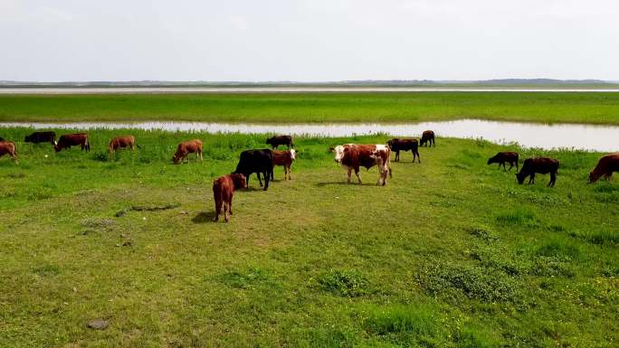 鄱阳湖边好放牛