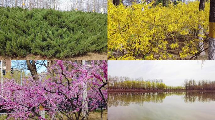 北京滨河公园春色满园实拍素材