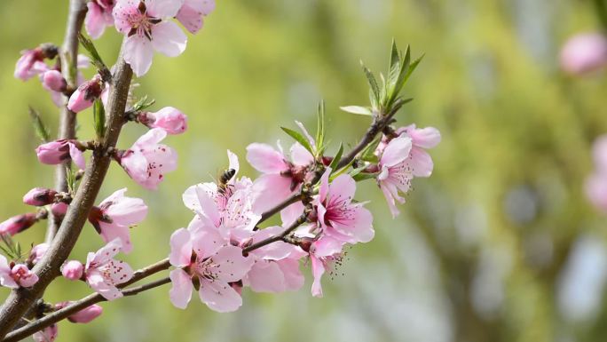 蜜蜂钻到桃花花瓣中采蜜