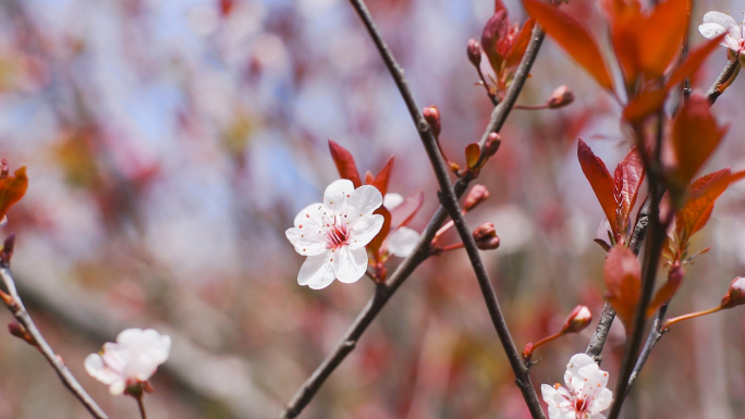 早樱樱花