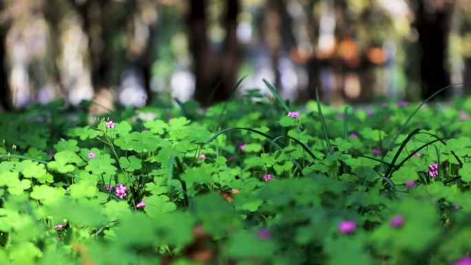 小野花幸运草春天