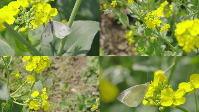 油菜花、蝴蝶花丛、蝴蝶飞舞、8倍慢放