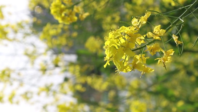 竖版油菜花