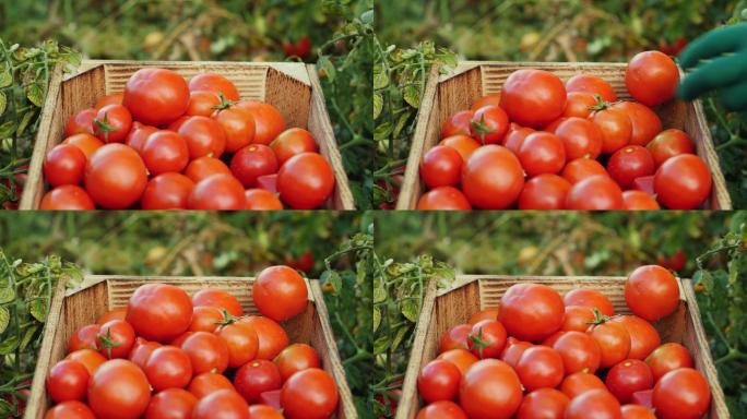 4K番茄果园水果番茄