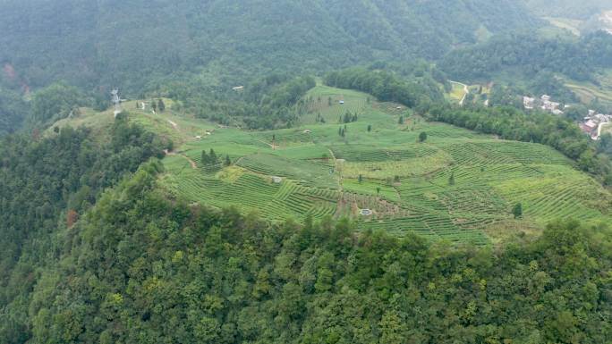 高山万亩茶园