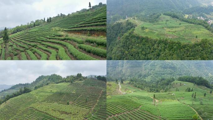 高山万亩茶园