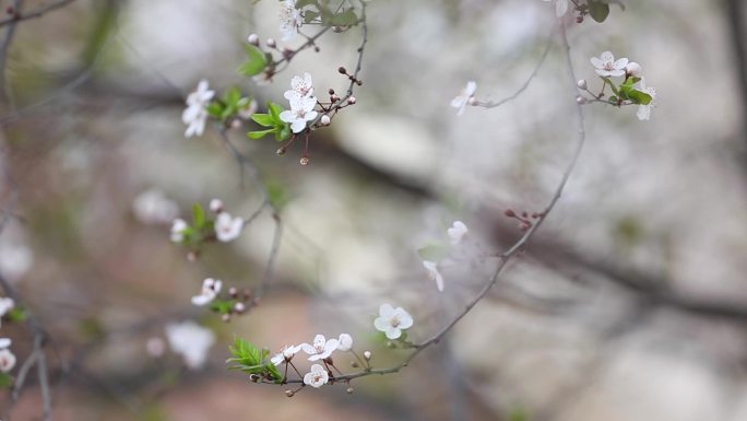 梦幻春光系列—郁李