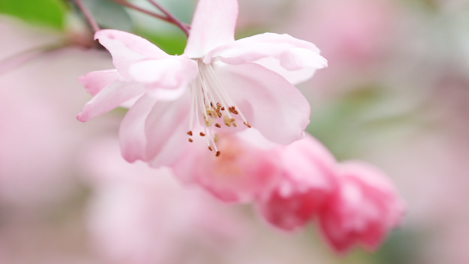 春天百花齐放，唯美花卉