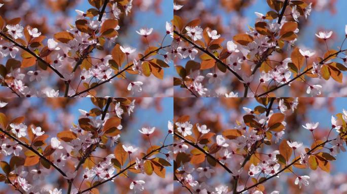 4K高清特写粉色樱花直播